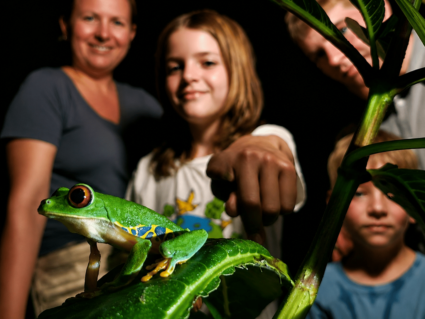Jungle Tortuguero Nightwalk